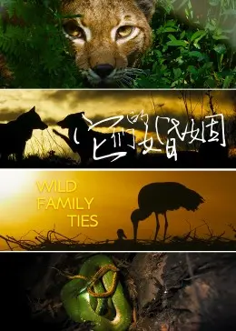 《它们的婚姻》：婚姻到底是个啥？看完这片子，你可能再也不信爱情了！